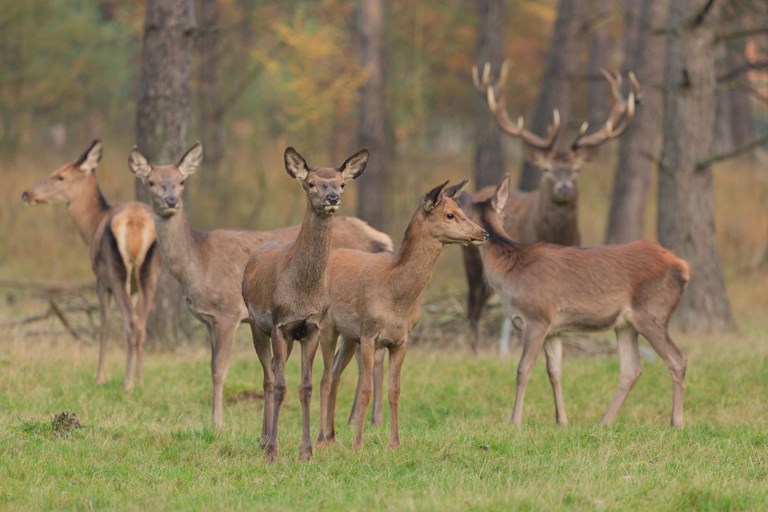 Wild spotten Veluwe